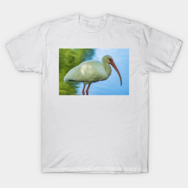 American white ibis of Florida T-Shirt by KensLensDesigns